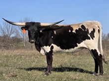 Ebony Painted Savage "Oreo"