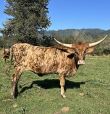 RC Don't Stop Believin