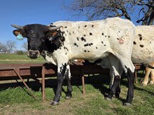 BG Houdini's Night Cap