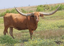 POR FIFTY DUSTY ROADS