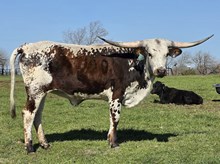 Sunhaven Smokin Pina